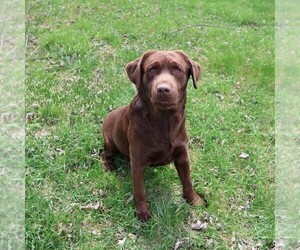 Father of the Labrador Retriever puppies born on 06/18/2025