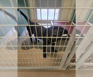 Labrador Retriever-Unknown Mix Dogs for adoption in Texas City, TX, USA