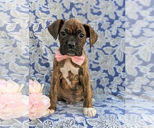 Boxer Puppy for sale in CHRISTIANA, PA, USA