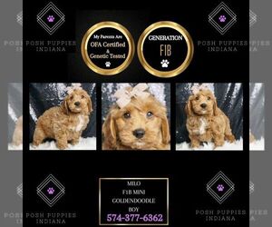 Goldendoodle (Miniature) Puppy for sale in WARSAW, IN, USA