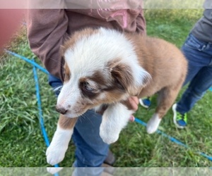 Australian Shepherd Puppy for sale in LISBON, OH, USA