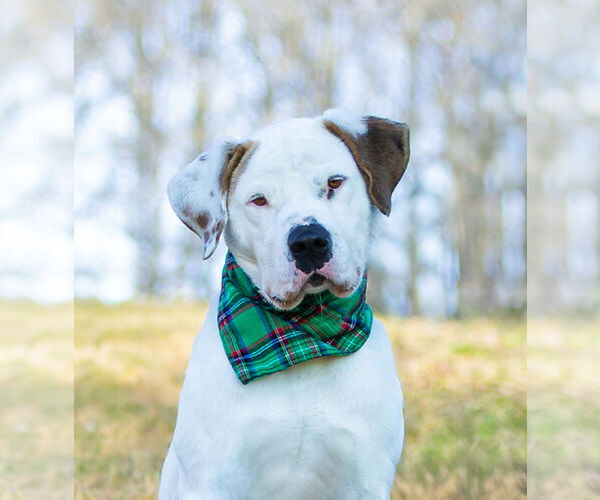 Medium Photo #4 Mutt Puppy For Sale in Unionville, PA, USA