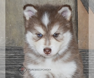 Pomsky Puppy for sale in KANSAS CITY, MO, USA