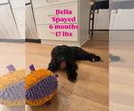 Bella - Female Mutt Dog for Adoption - Small photo