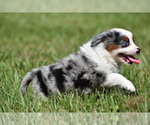 Small #3 Miniature Australian Shepherd