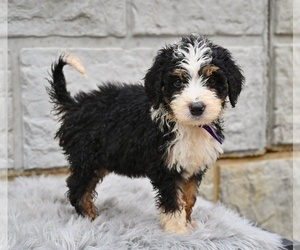 Bernedoodle Puppy for sale in MILLERSBURG, OH, USA