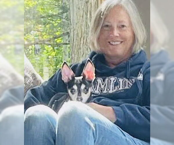 Medium Photo #6 Chipin Puppy For Sale in Princeton, MN, USA