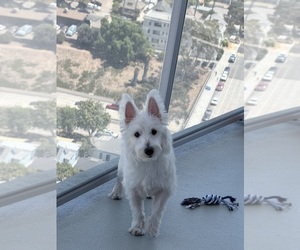 West Highland White Terrier Puppy for sale in SAN DIEGO, CA, USA