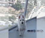 Small West Highland White Terrier