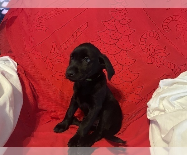Medium Photo #13 Labrador Retriever Puppy For Sale in REDDING, CA, USA