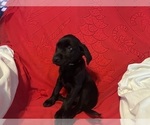 Small #12 Labrador Retriever