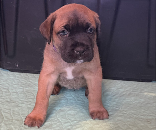 Medium Photo #5 Boerboel-Cane Corso Mix Puppy For Sale in MARION, OH, USA