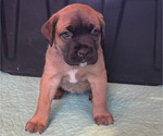 Small #4 Boerboel-Cane Corso Mix