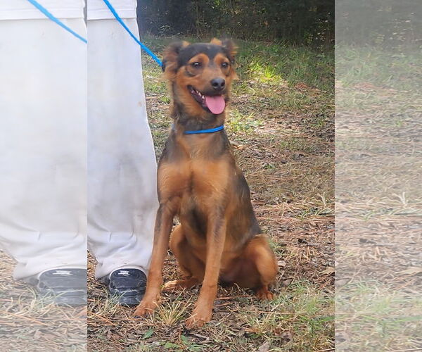 Medium Photo #3 Mutt Puppy For Sale in Wetumpka, AL, USA