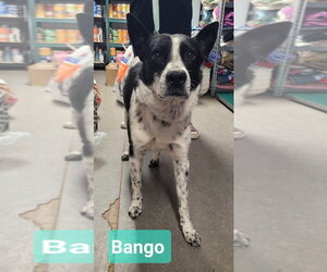 Banjo - Male Border Collie-Unknown Mix Dog for Adoption - Photo #2