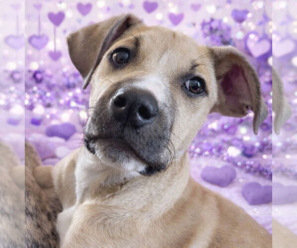 Medium Photo #5 Mutt Puppy For Sale in Canton, CT, USA