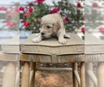Small Photo #3 Goldendoodle Puppy For Sale in FRANKLIN, VA, USA