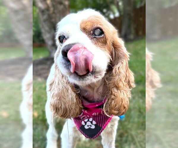 Medium Photo #3 Cocker Spaniel Puppy For Sale in Arlington, VA, USA