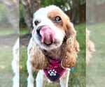 Small #2 Cocker Spaniel