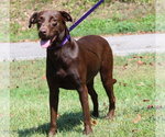 Small #2 Chocolate Labrador retriever Mix