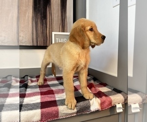 Golden Retriever Dog for Adoption in FRANKLIN, Indiana USA