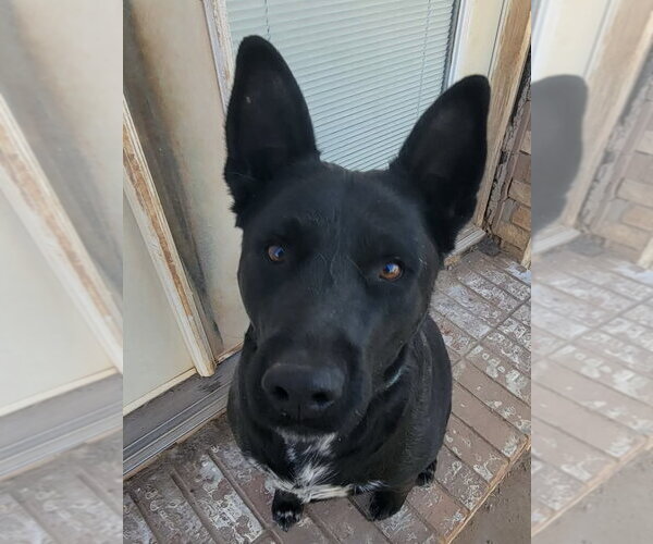 Medium Photo #13 Mutt Puppy For Sale in Cedar Crest, NM, USA