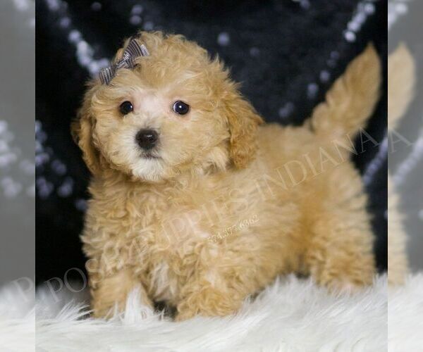 Medium Photo #1 Maltipoo Puppy For Sale in WARSAW, IN, USA