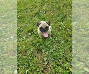 Mother of the Pug puppies born on 12/23/2025