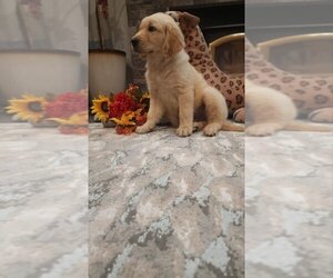 English Cream Golden Retriever Puppy for sale in SACRAMENTO, CA, USA