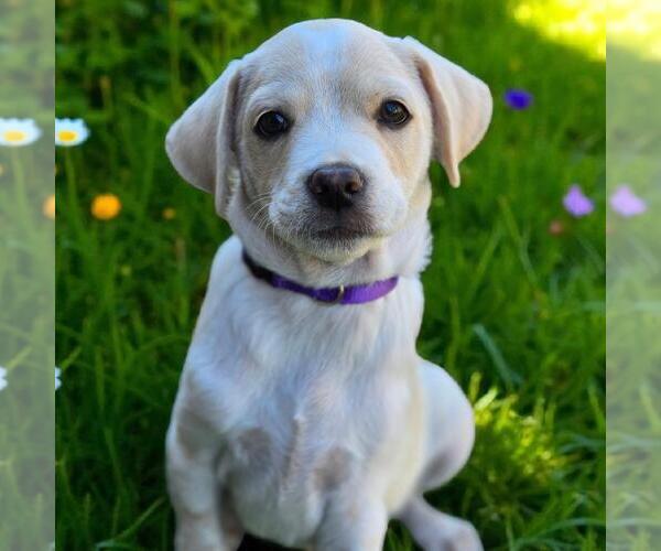 Medium Photo #13 Chihuahua-Unknown Mix Puppy For Sale in San Diego, CA, USA