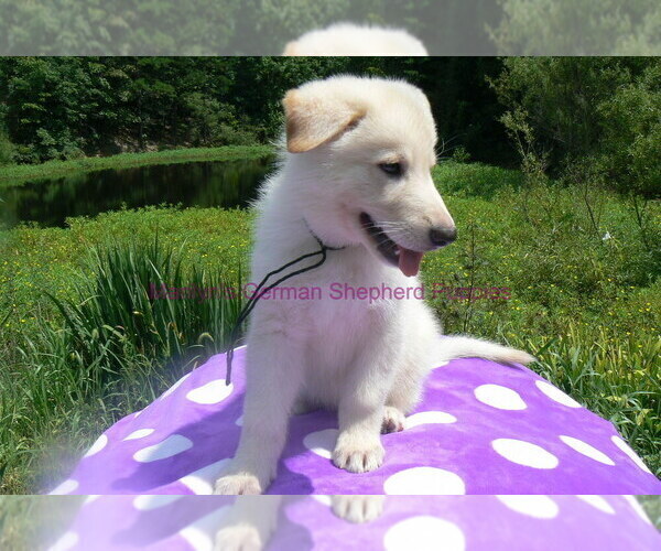 Medium Photo #6 German Shepherd Dog Puppy For Sale in PIEDMONT, MO, USA