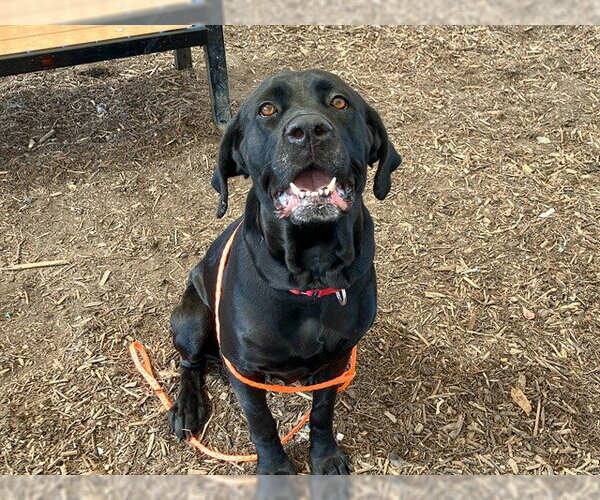 Medium Photo #2 Mutt Puppy For Sale in Orange, CA, USA