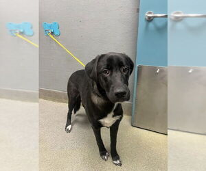 Labrador Retriever-Unknown Mix Dogs for adoption in Las Vegas, NV, USA