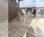 Small #1 Siberian Husky Mix