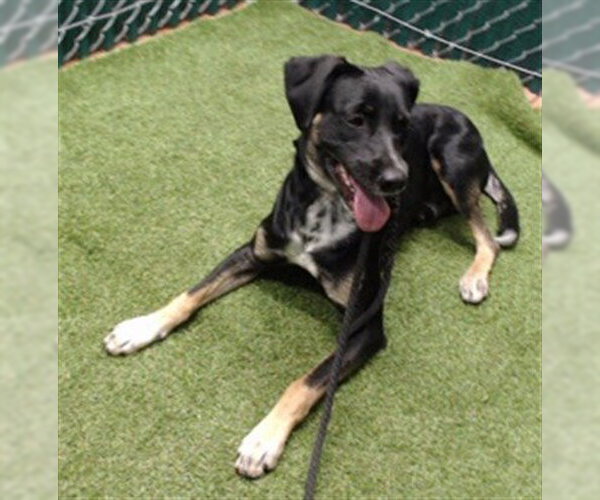 Medium Photo #1 German Shepherd Dog-Unknown Mix Puppy For Sale in Downey, CA, USA