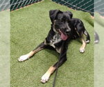Small German Shepherd Dog Mix
