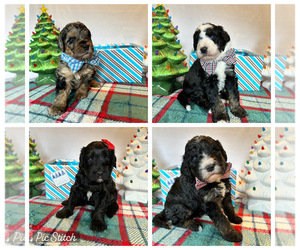 Bernedoodle (Miniature) Puppy for sale in HOLT, MO, USA