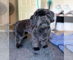 Small #1 Shih-Poo