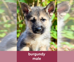 Puppy Burgundy German Shepherd Dog-Siberian Husky Mix