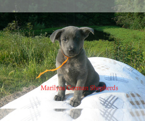 German Shepherd Dog Puppy for Sale in PIEDMONT, Missouri USA