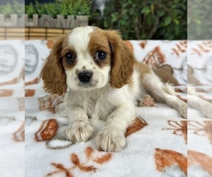 Cavalier King Charles Spaniel Puppy for sale in GREENFIELD, IN, USA