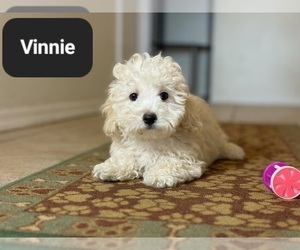 Maltipoo Puppy for sale in TUCSON, AZ, USA