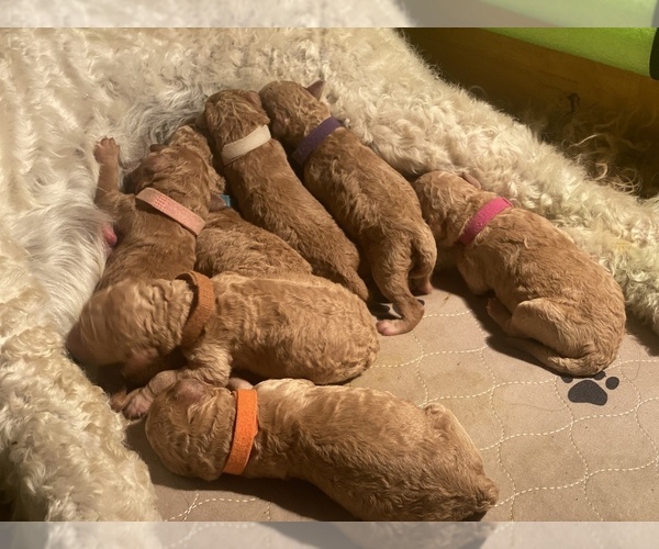 Medium Photo #27 Goldendoodle Puppy For Sale in COLORADO SPRINGS, CO, USA