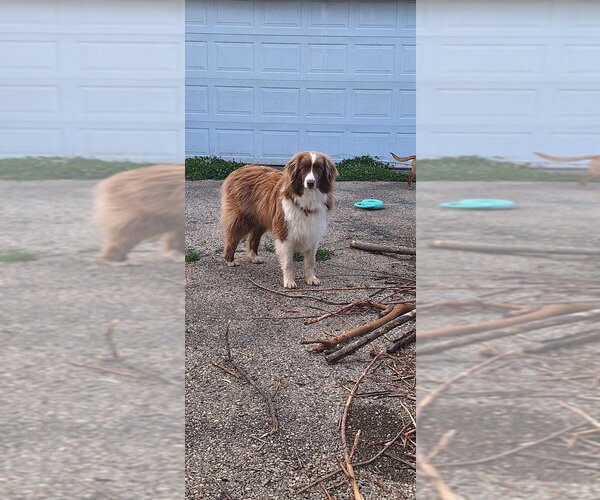 Medium Photo #7 Australian Shepherd Puppy For Sale in Aurora, IN, USA