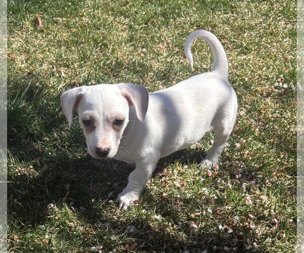Medium Photo #6 Chiweenie Puppy For Sale in Sandy, UT, USA