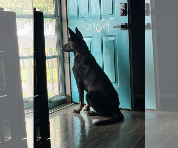 Medium Photo #3 German Shepherd Dog Puppy For Sale in New Hill, NC, USA