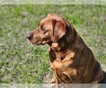 Small Photo #1 Labrador Retriever Puppy For Sale in EDGEWOOD, TX, USA