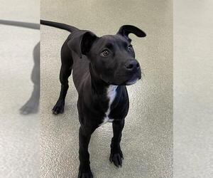 Medium American Pit Bull Terrier