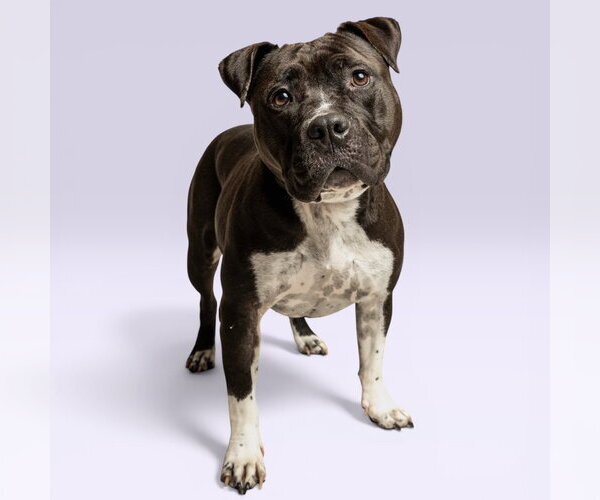 Medium Photo #1 Mutt Puppy For Sale in Rowlett, TX, USA