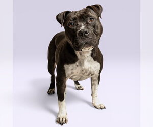 Mutt Dogs for adoption in Rowlett, TX, USA